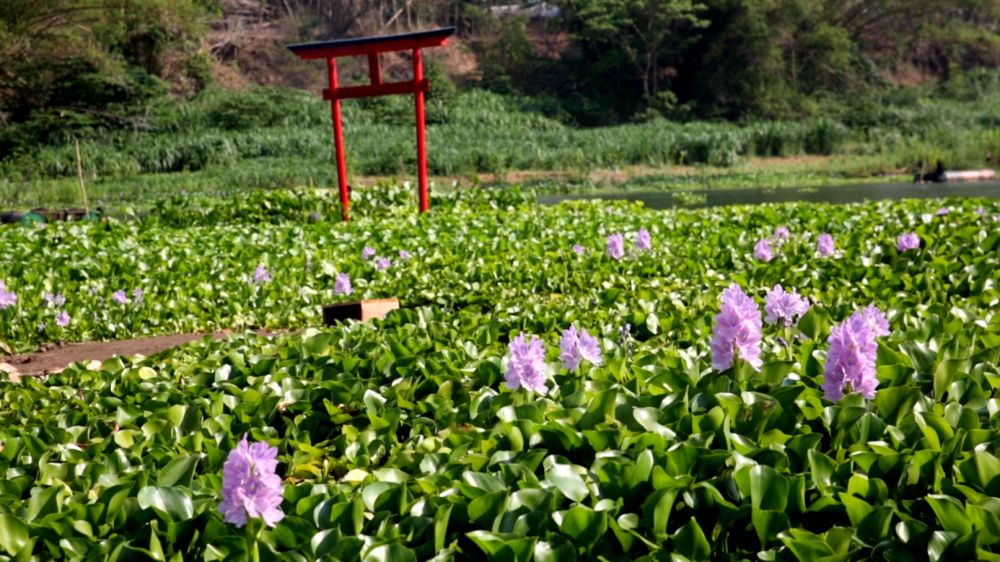 Kalinampu Natural Park, spot Instagramable tepi kali bak Jepang