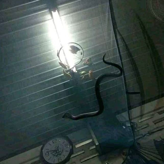 10 Momen apes saat di rumah ini bikin melongo