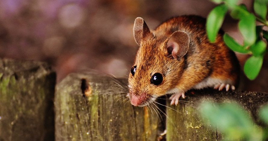 10 Cara mengusir tikus di rumah dengan bahan alami, mudah