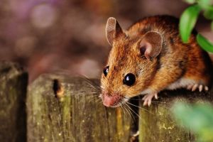 10 Cara mengusir tikus di rumah dengan bahan alami, mudah