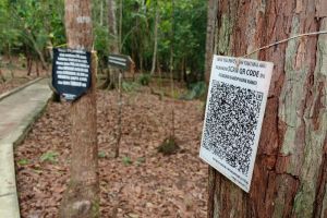 Di desa wisata ini, pengunjung bisa mengenal pohon dengan Kepo