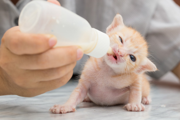 7 Penyebab diare pada kucing dan cara mengobatinya