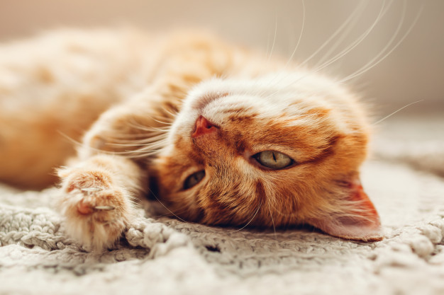 7 Penyebab diare pada kucing dan cara mengobatinya