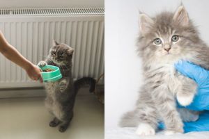 7 Penyebab diare pada kucing dan cara mengobatinya