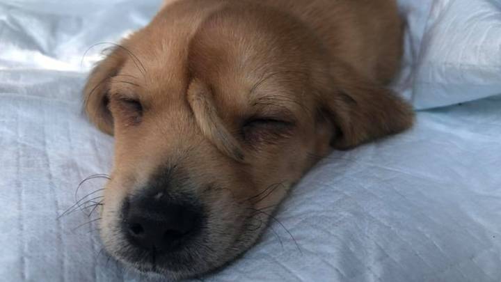 7 Potret imut anjing imut bertanduk, punya julukan 'unicorn'