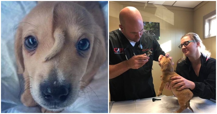 7 Potret imut anjing imut bertanduk, punya julukan 'unicorn'