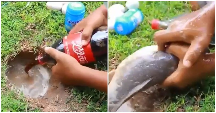 Ini penjelasan ilmiah di balik mancing lele pakai mentos & soda