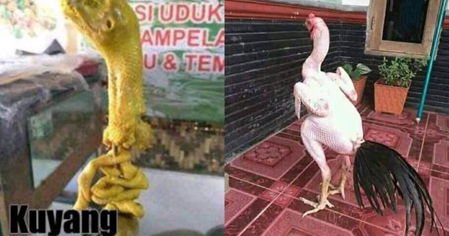 11 Penampakan ayam absurd ini endingnya bikin tepuk jidat