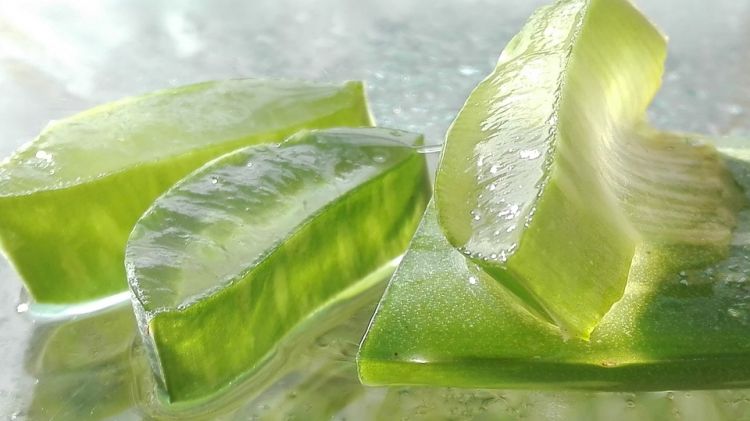 5 Manfaat lidah buaya untuk wajah jerawat & cara pakainya