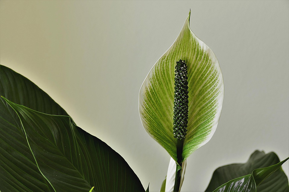 tanaman hias yang mudah dirawat © 2019 freepik.com