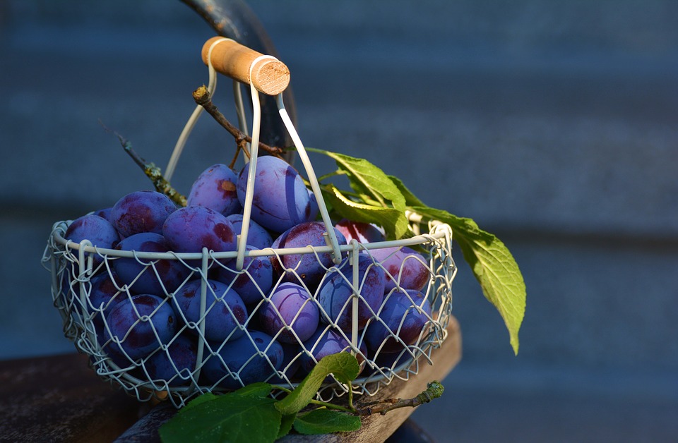 9 Manfaat buah plum untuk bayi, aman dan sehat