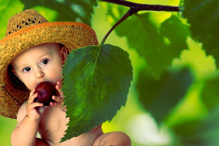 jus prune untuk bayi sembelit