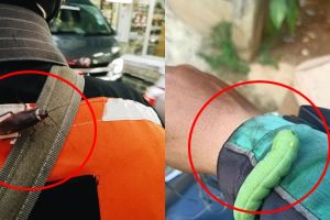 6 Momen hewan nyangkut di driver ojek online, bikin geli