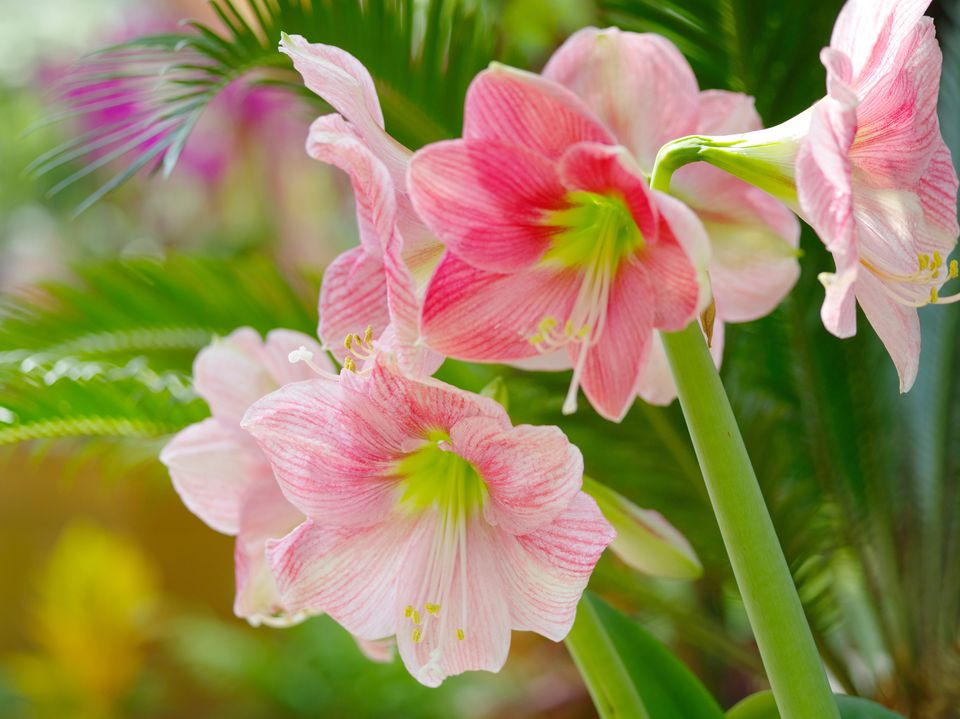 15 Jenis bunga hias untuk memperindah pekarangan rumah