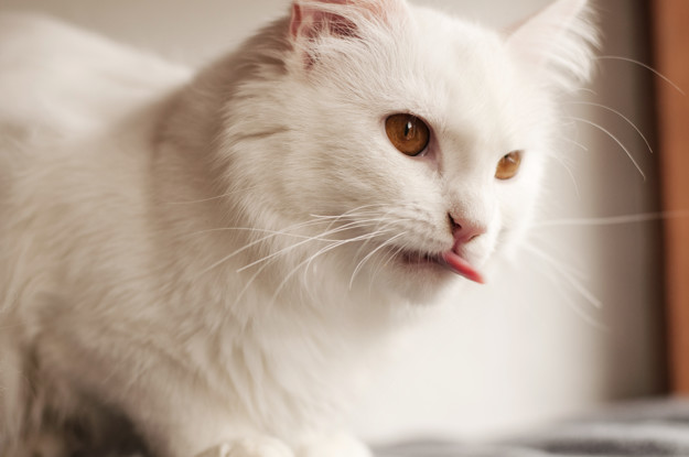 10 Jenis kucing peliharaan, populer, unik, dan bersahabat
