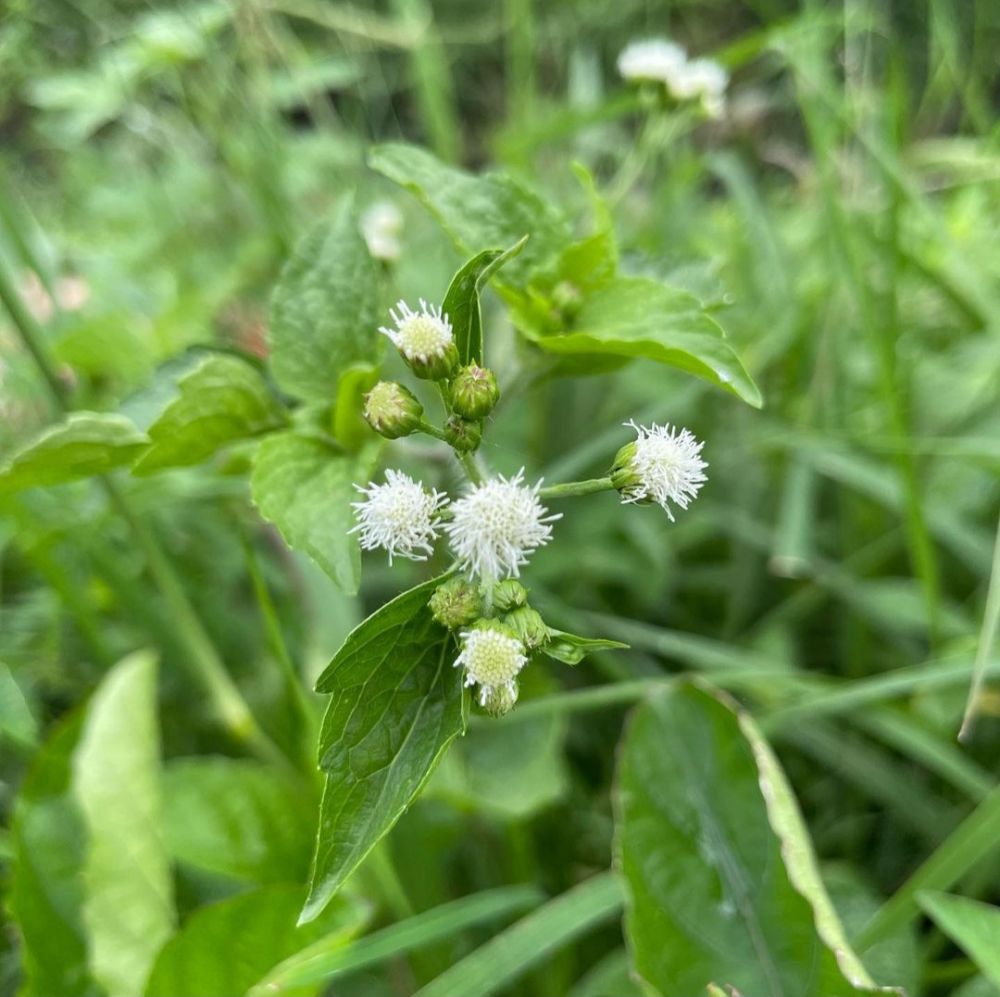 11 Penyebab bisul, gejala, dan cara alami mengobatinya