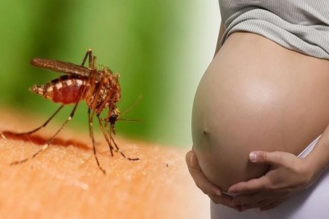 Ciri-ciri virus zika, penyebab dan cara pencegahannya