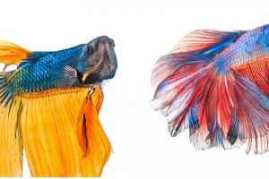 7 Jenis ikan cupang terbaik untuk peliharaan & peredam stres