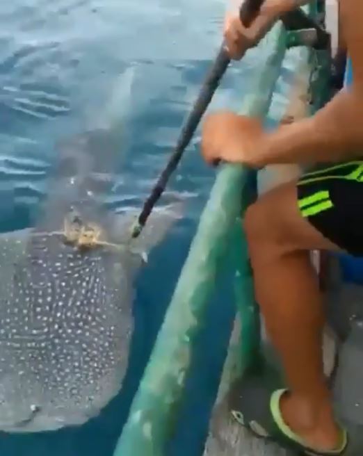Video nelayan bantu hiu lepaskan jeratan tali, bikin haru