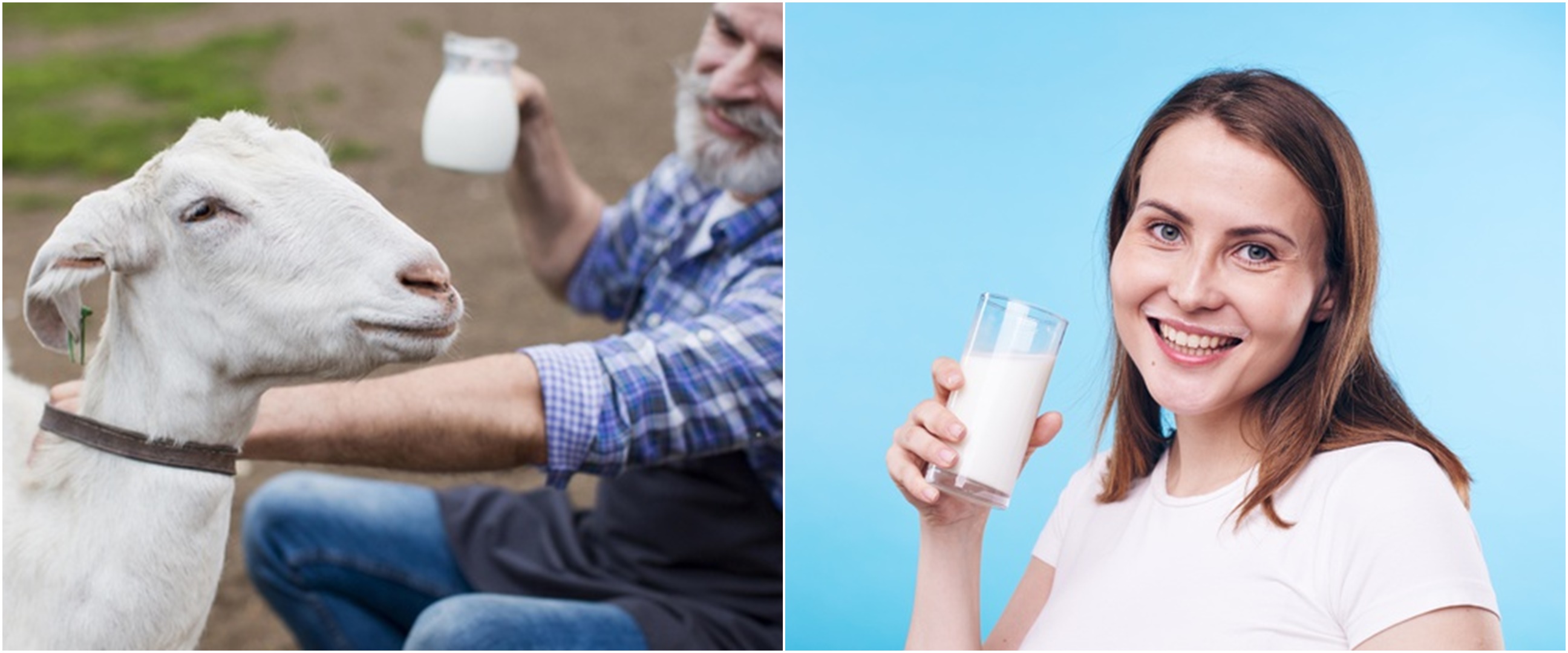 39 Manfaat susu kambing untuk kesehatan yang jarang diketahui