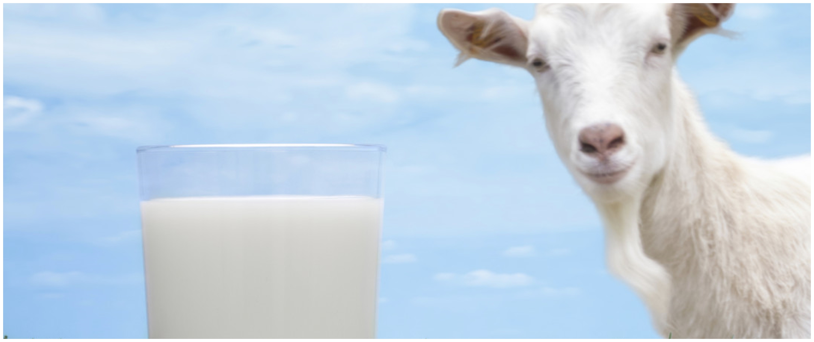 39 Manfaat susu kambing untuk kesehatan yang jarang diketahui