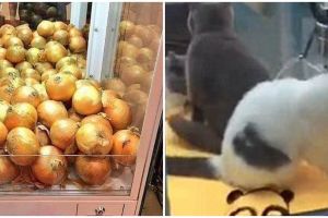 9 Penampakan di mesin pencapit barang ini bikin tepuk jidat