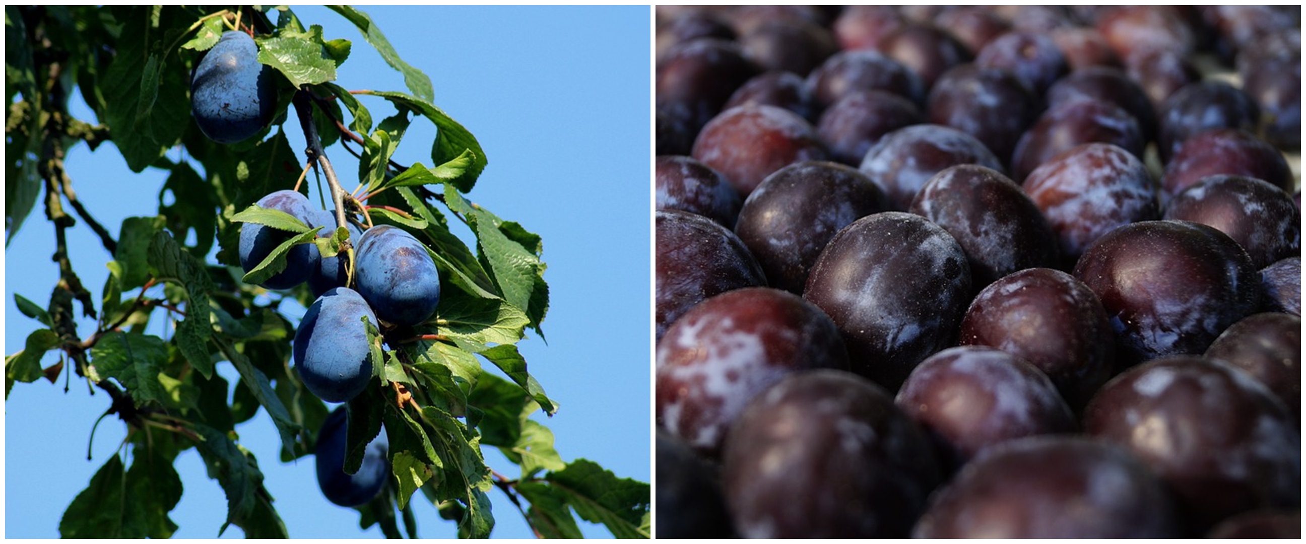 21 Manfaat buah plum untuk kesehatan dan kecantikan, bantu atasi sembelit