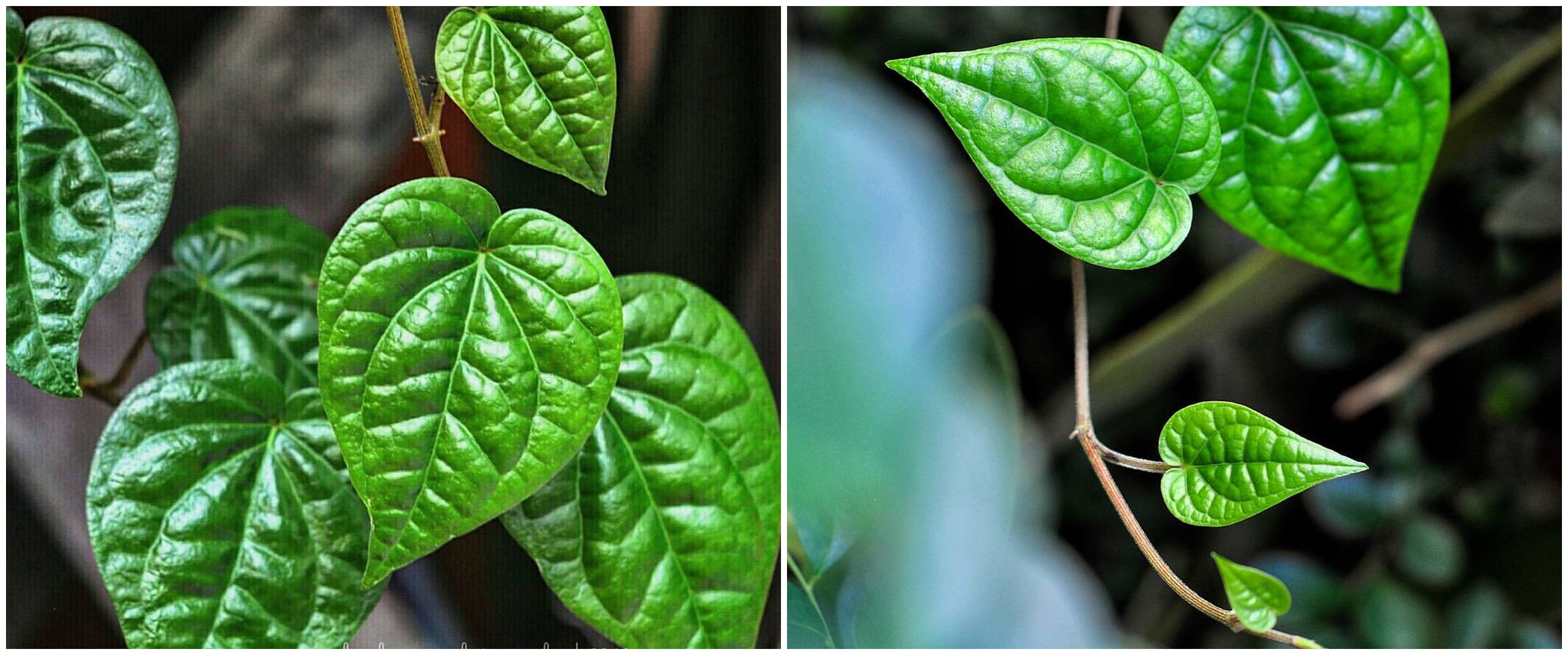 6 Manfaat daun sirih untuk wanita hamil