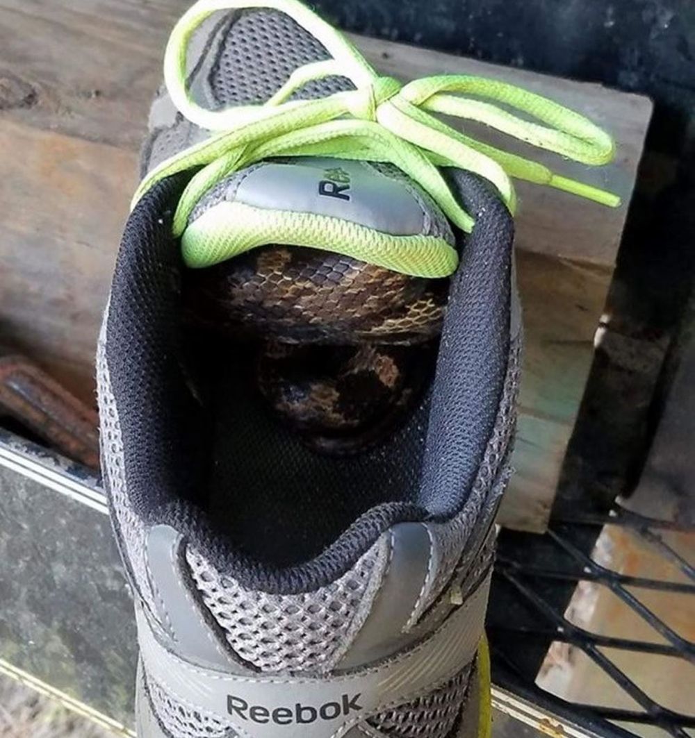 7 Penampakan ular muncul di bagian rumah tak terduga