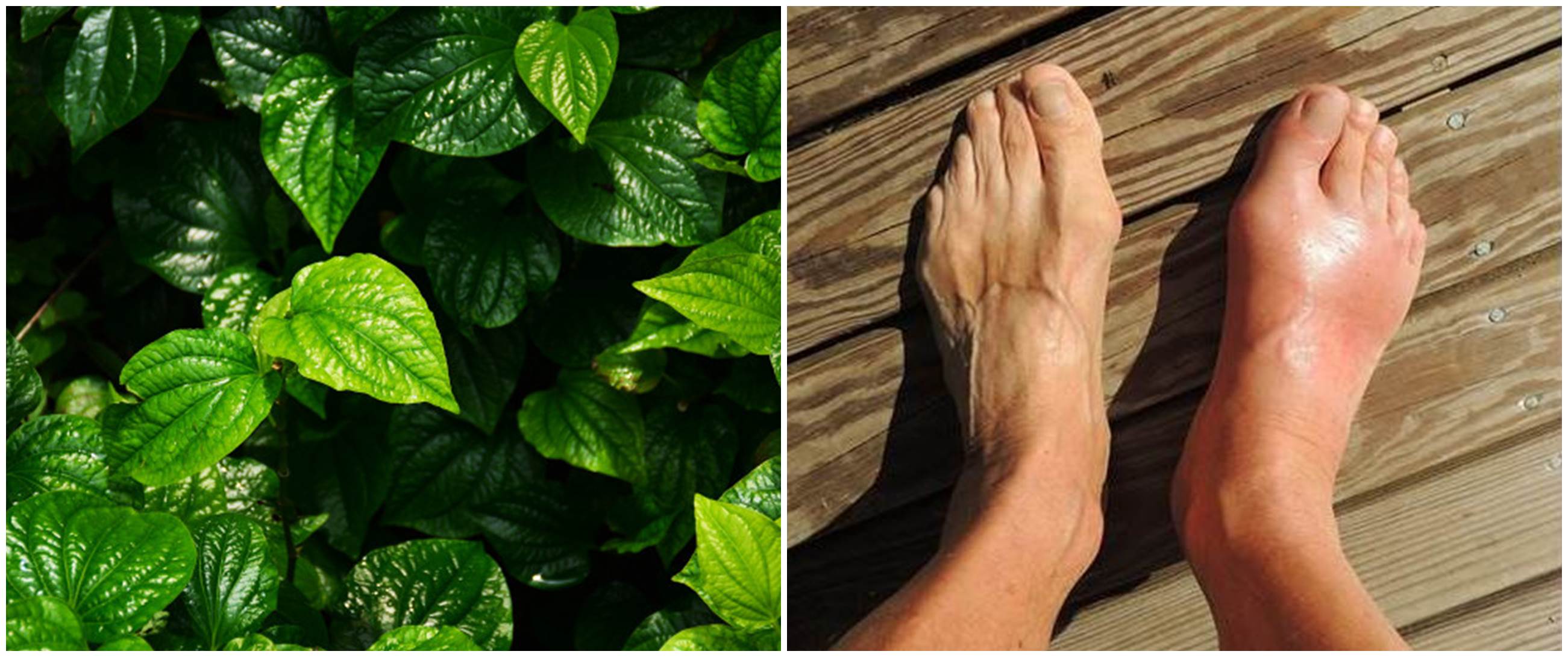 37 Manfaat daun sirih buat kesehatan dan kecantikan, serta penggunaannya