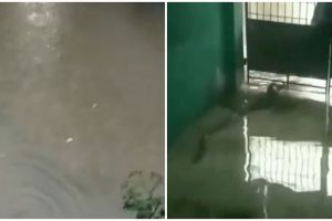 Viral 2 video penampakan ular berenang di banjir Jakarta