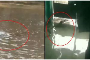 8 Momen hewan liar muncul dalam banjir Jakarta ini bikin syok