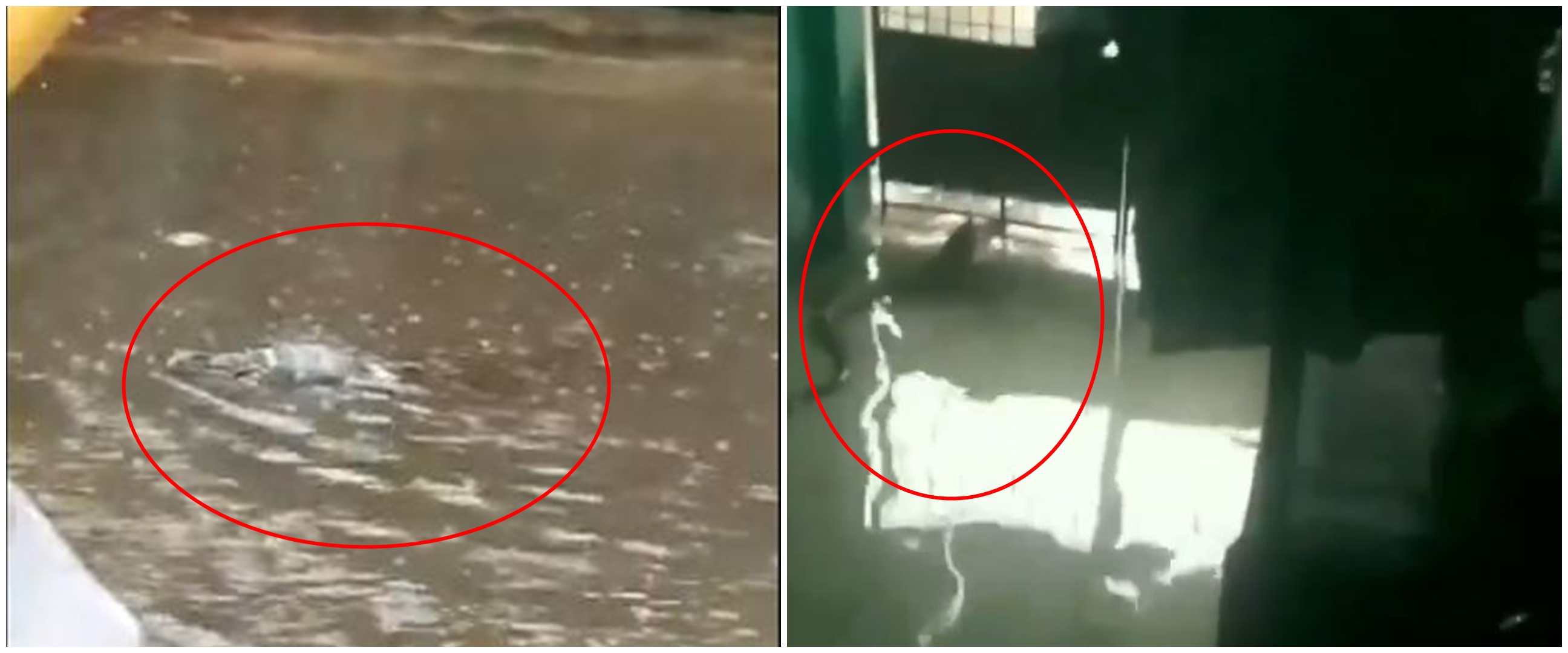 8 Momen hewan liar muncul dalam banjir Jakarta ini bikin syok