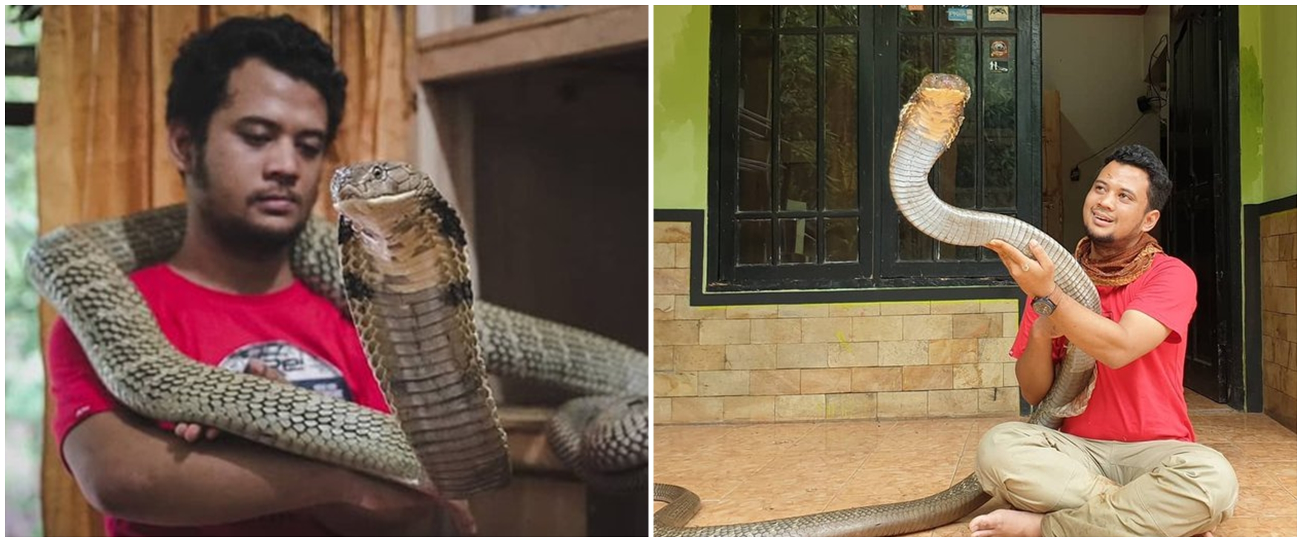 8 Aksi ekstrem Panji Petualang bersama king cobra 'Garaga', ngeri