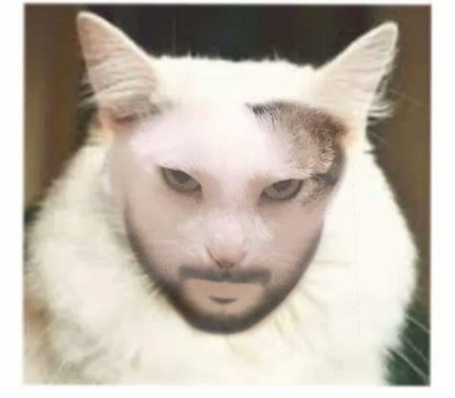 Gambar Muka Kucing Konyol