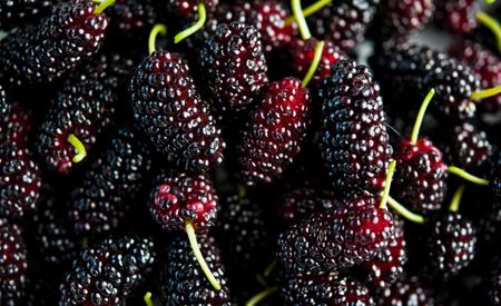 10 Jenis berry dan manfaatnya, baik untuk menurunkan berat badan