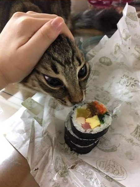 9 Aksi kucing curi makanan ini lucunya bikin ngakak kesal