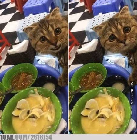9 Aksi kucing curi makanan ini lucunya bikin ngakak kesal