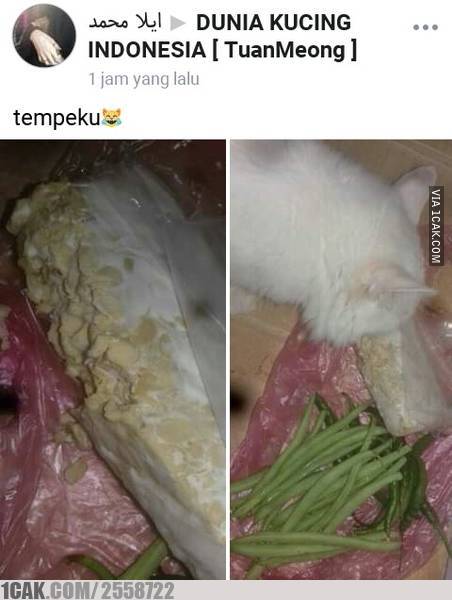9 Aksi kucing curi makanan ini lucunya bikin ngakak kesal