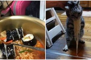 9 Aksi kucing curi makanan ini lucunya bikin ngakak kesal
