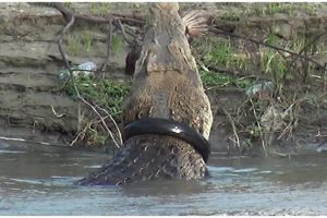 Sayembara dihentikan, begini nasib buaya berkalung ban di Palu