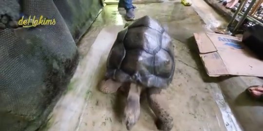 Penampakan kura-kura milik Irfan Hakim, harganya setara mobil