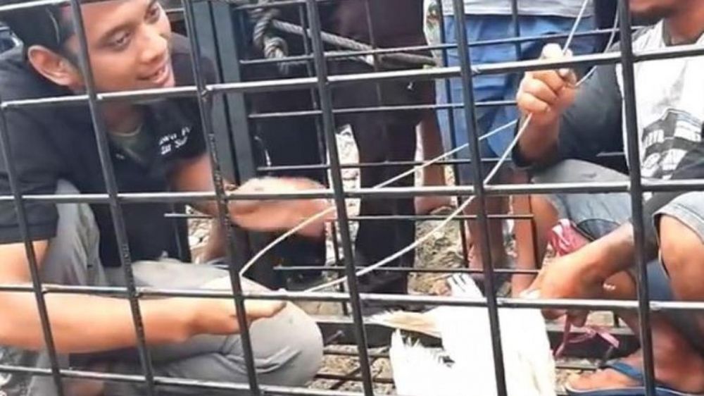 4 Aksi penyelamatan buaya berkalung ban di Palu, libatkan paranormal