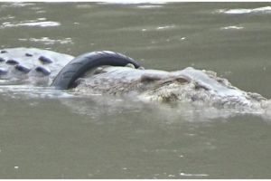 4 Aksi penyelamatan buaya berkalung ban di Palu, libatkan paranormal