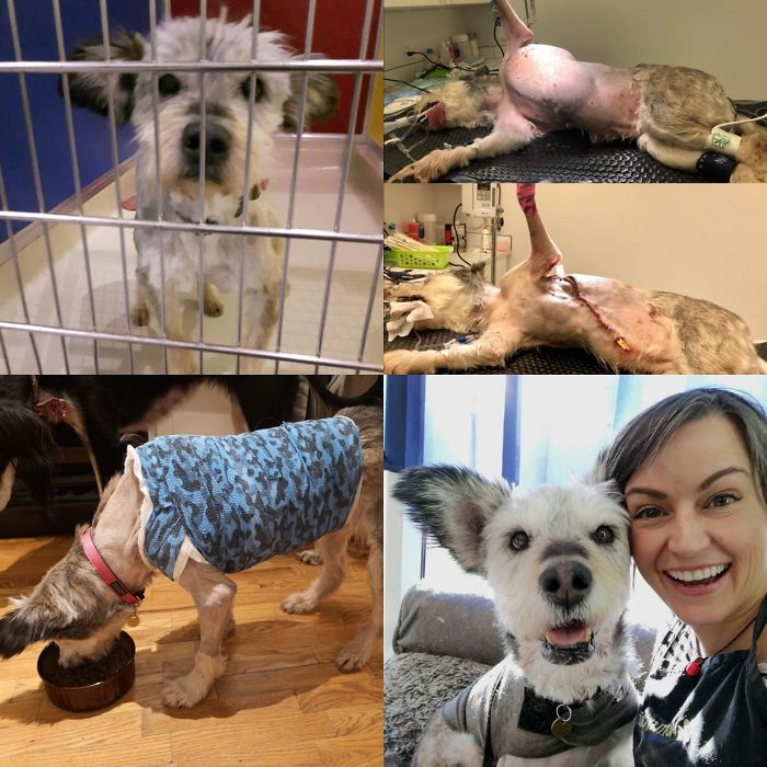 10 Potret anjing sebelum dan sesudah diadopsi, bikin haru