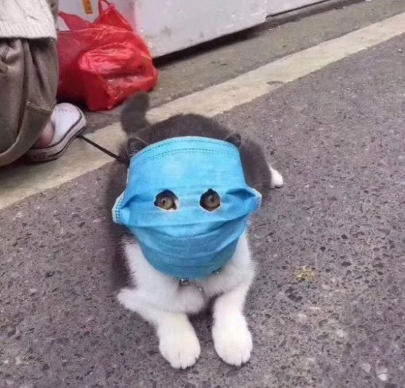 Viral potret kucing pakai masker demi terhindar dari virus Corona