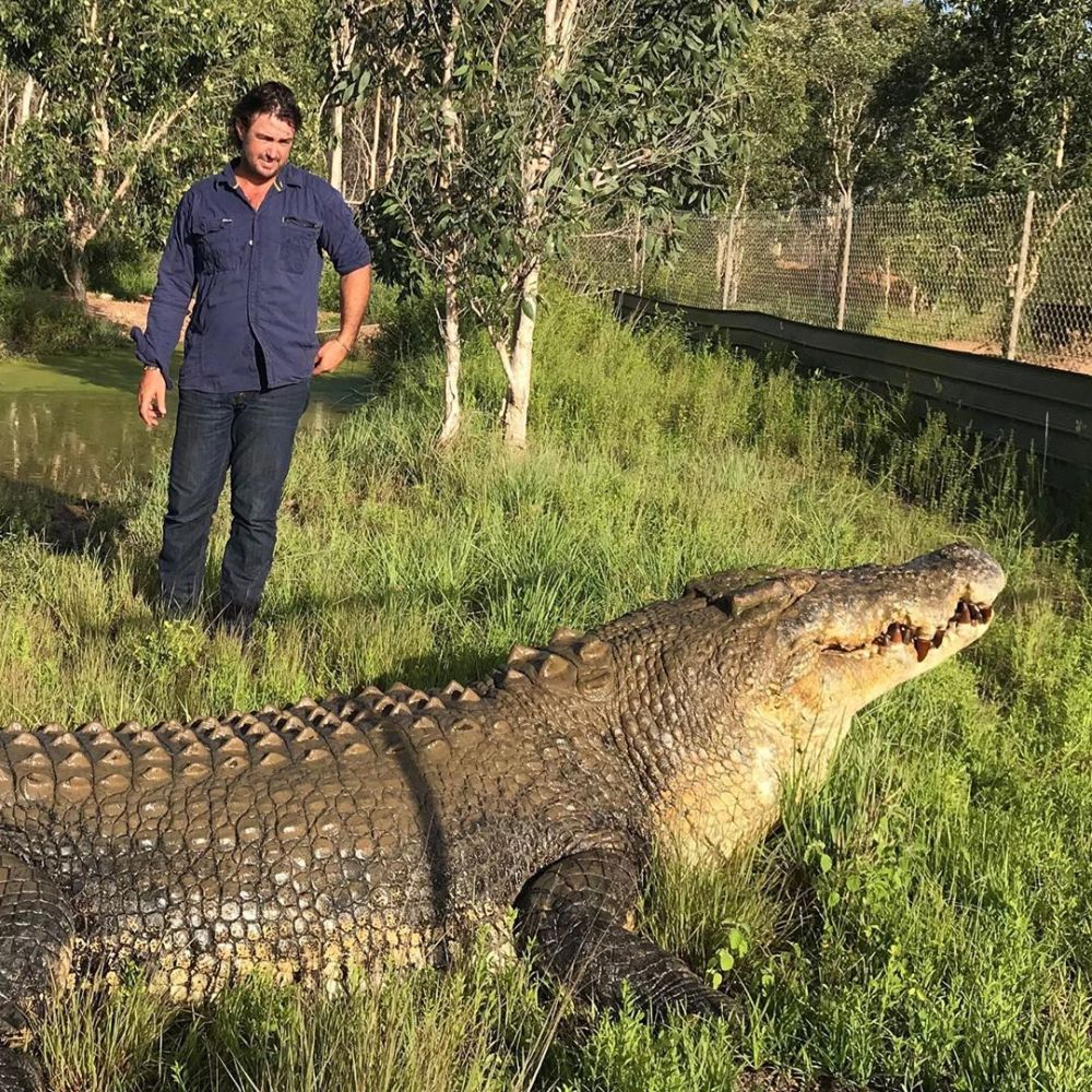 4 Strategi pakar buaya Australia evakuasi buaya berkalung ban di Palu