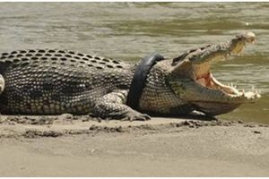 4 Strategi pakar buaya Australia evakuasi buaya berkalung ban di Palu