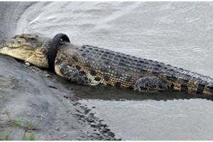 6 Potret aksi pakar buaya Australia evakuasi buaya berkalung ban