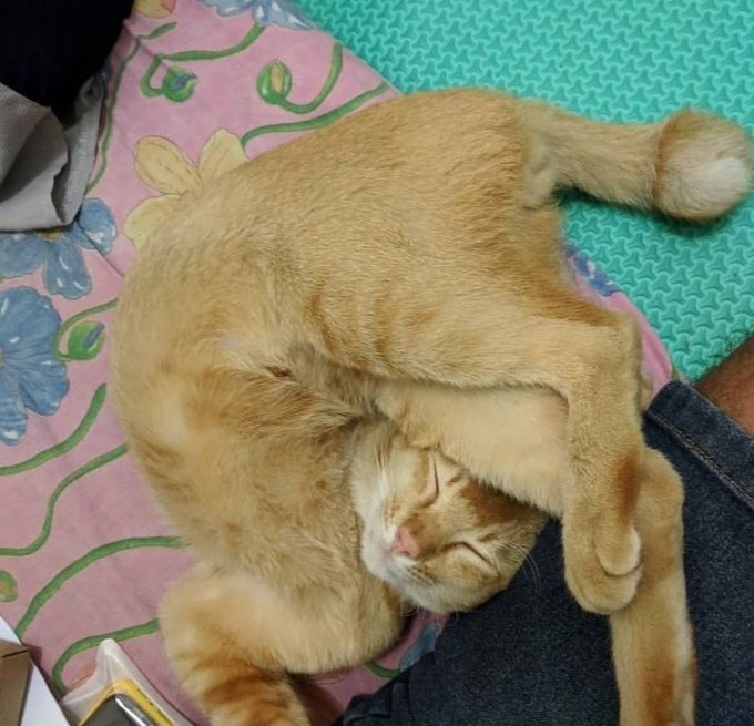 15 Potret pose tidur kucing ini bikin badan ikut encok
